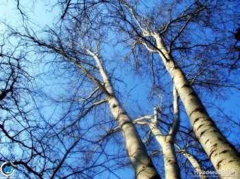 Дощ без снігу