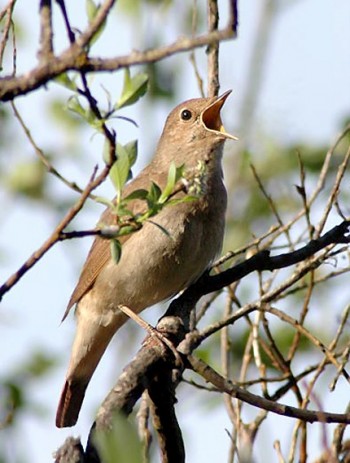 Закликання соловейка