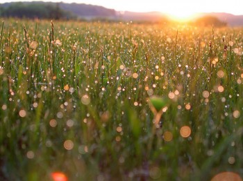 Плакала нічка