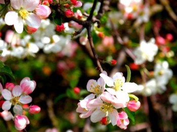 Не тривожте