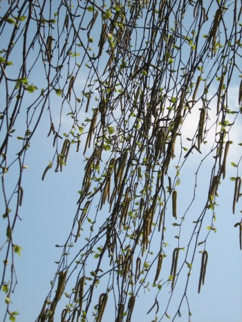 Паростки любові