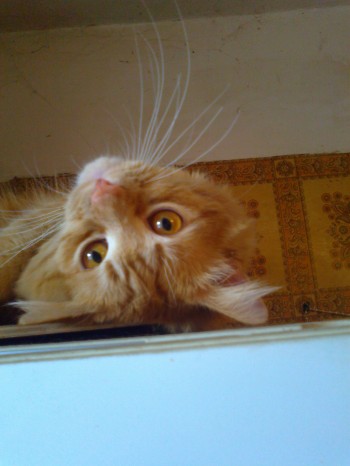 Догори дриґом