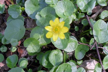 Жагучий живописець