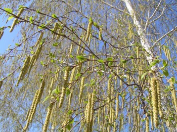 Берізко, зустрічай свою весну
