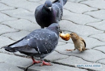 МОНОЛОГ НАХАБИ