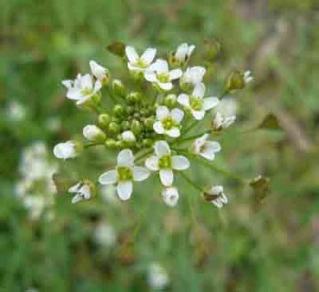 Усміхнулись грицики до мене