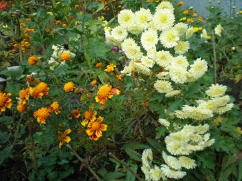 Мій квітник