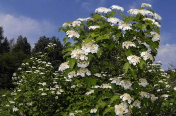 Білим-білим цвітом