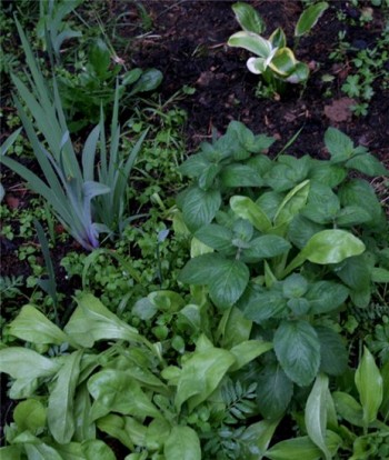 М’ятна ніч