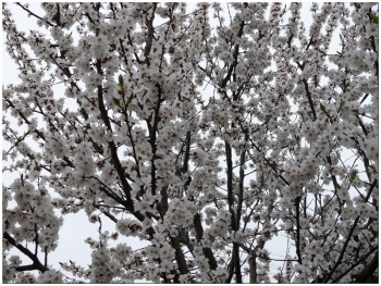 БІЛОСНІЖНА ВЕСНА