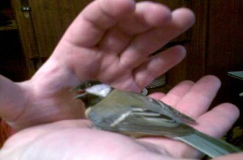 ДОЩ НА ЩОКАХ