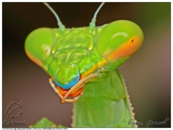 Дитинча богомолів