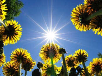 КУЛЬБАБКА І РАВЛИК