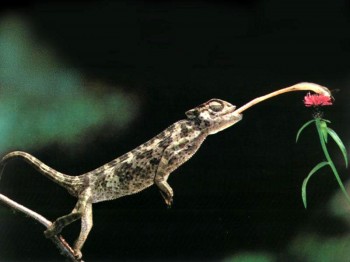 Помста хамелеонихи