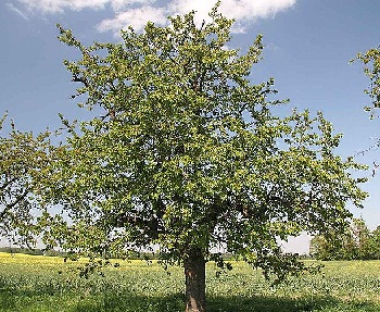 Білизну пелюсток...