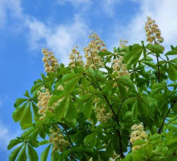 Травень народився