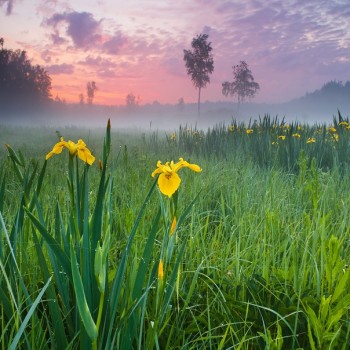 В заграві сонечко вставало