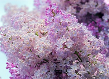 Криниці небес