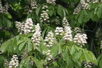 Весно, дощ насувається…