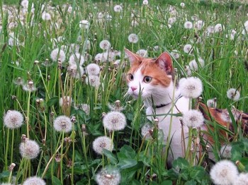 Галявина стиглих кульбаб