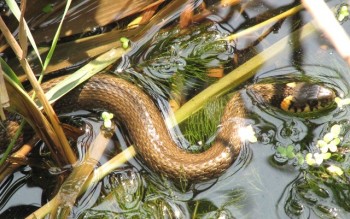 МАГІЯ ГІПНОЗУ