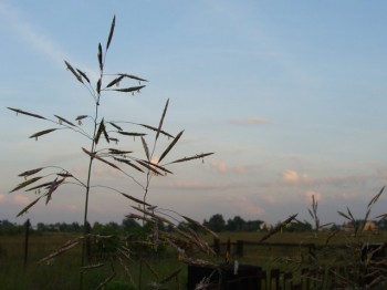 Там, де трави цвітуть