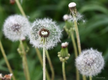 Над кульбабами