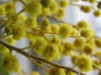 Останні мімози