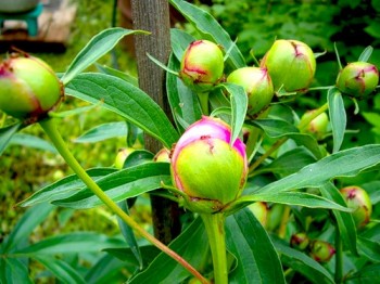 КУЩ ПІВОНІЙ