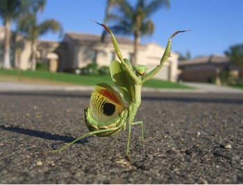 Богомолиха