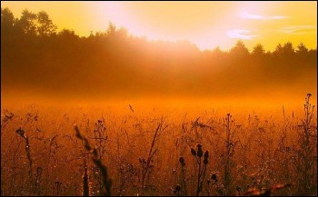 На світання золотому тлі