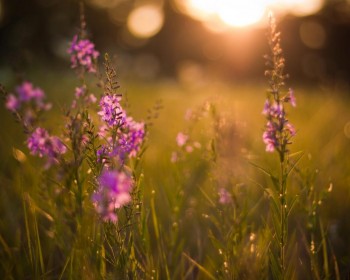 Поснули квіти