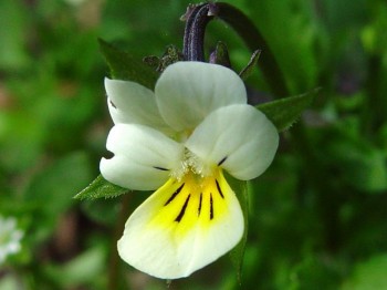 Фіалка і дощ