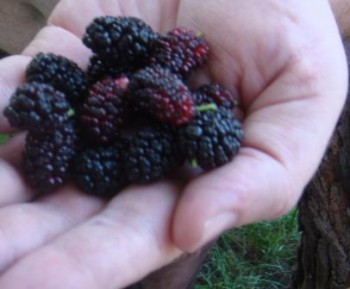 Шовковиці дитинства