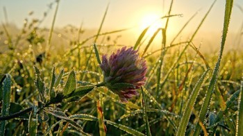 З сліз світанку