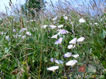 Нічко зірна, схаменися