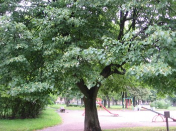 Ви знаєте,  як липа шелестить?