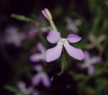В хуртовині матіоли