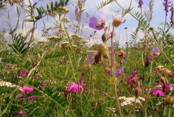 Хмільна замальовка
