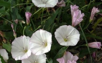 ВІНОЧОК ПОВІЙКИ