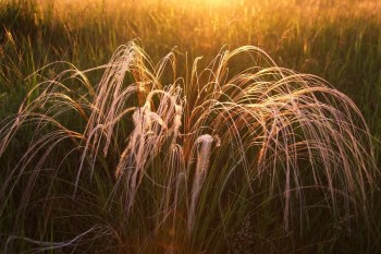 КОВИЛОВИЙ ЛІС