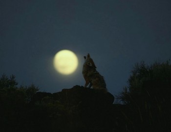 Так порожньо й тихо…