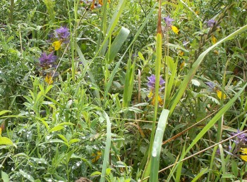 Смеркало край річки