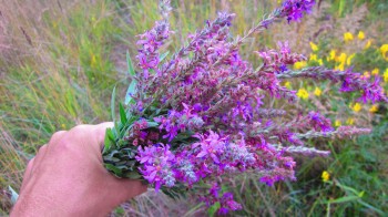 ПЛАКУН-ТРАВА