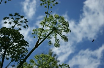 Медовий монолог бджоли