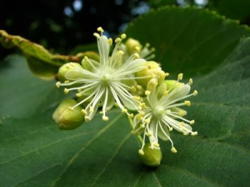 Про липовий цвіт.