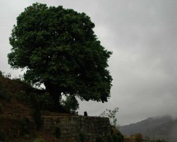 Спогад чайного дерева