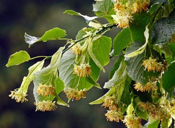 З днем народження