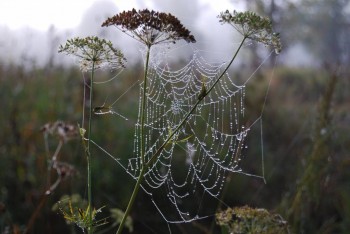 Спрагле коло краси