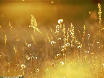 Місяць яснорогий